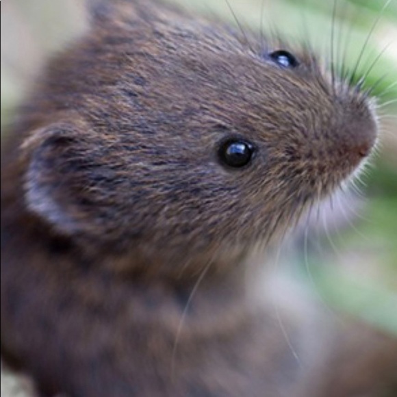 Meet your Posher, Alina - Picture 1 of 1